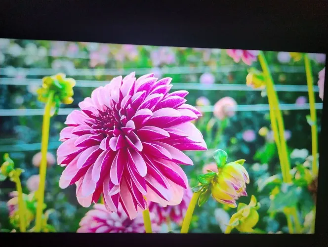Smart TV LG 43" 4K LED versão webOS25