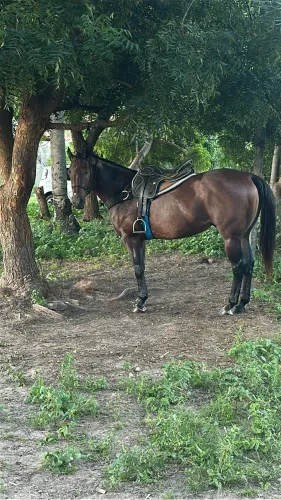 Cavalo de vaquejada 