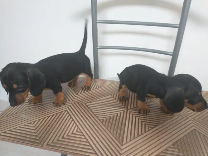 Basset anão..Fêmea e macho..Prontos .Ac.Cartão.