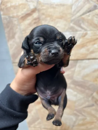 Linhada de Pinscher disponível 2 machos interessado chamar privado .