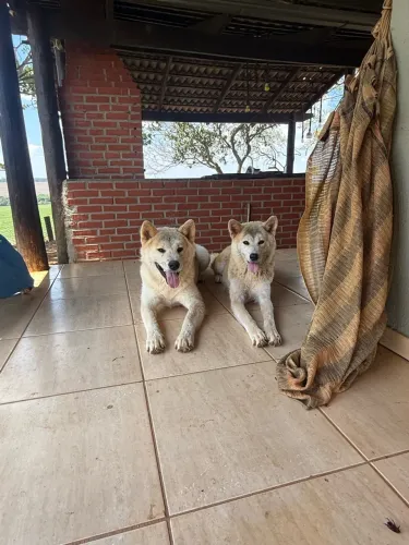 Akita Inu