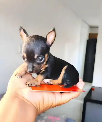 PINSCHER ZERO MINIATURA (Fêmea e Macho).