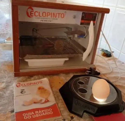 Chocadeira eclopinto