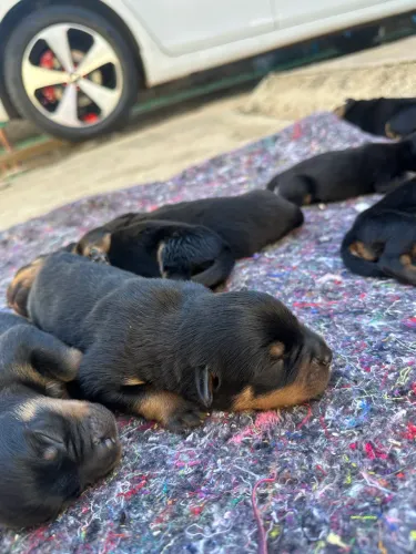 Rottweiler CBKC Filhotes
