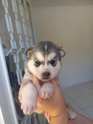 Filhotes de Husky Siberiano | Brilho no olhar.