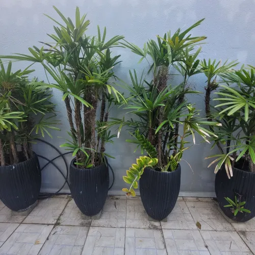 Vaso + planta rafia bem desenvolvida