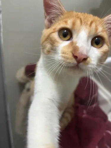 Gato filhote de 6 meses amarelo