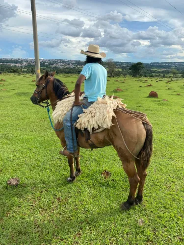 Cavalo top a venda 