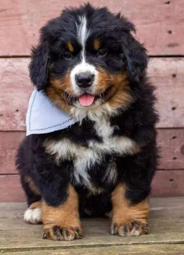 Bernese filhote parece um ursão carinhoso 