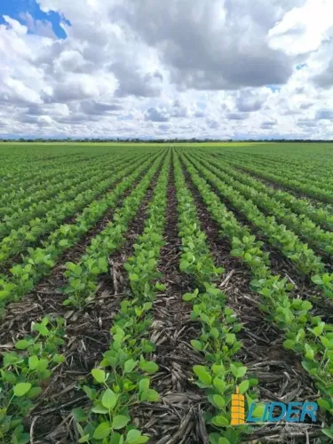 Fazenda à venda, Área Rural de Lagoa Grande - Lagoa Grande/MG