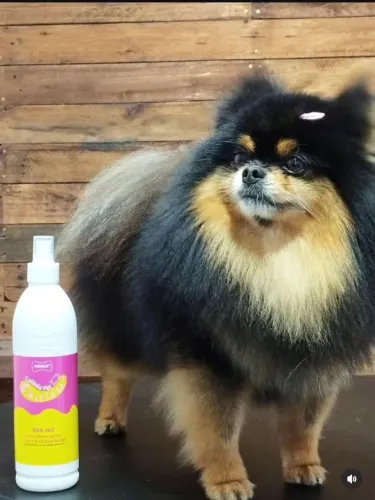 Vendo cachorrinha lulu da pomerania