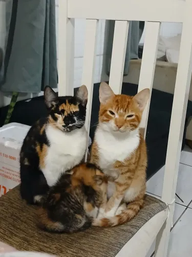 Doa-se casal de gatinhos 