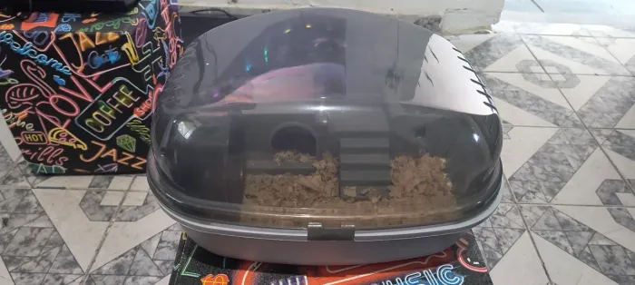 Mini hamster anão + casinha + comida