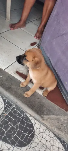 Doa se linnndo cachorro 