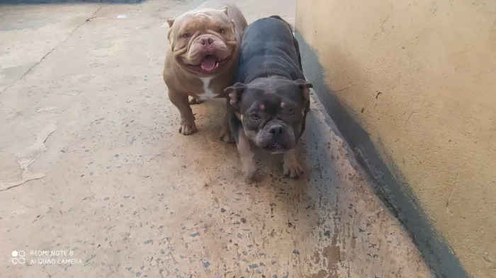 Vendo casal de American bullying micro!Macho c Pedigree.a fêmea está no cio .