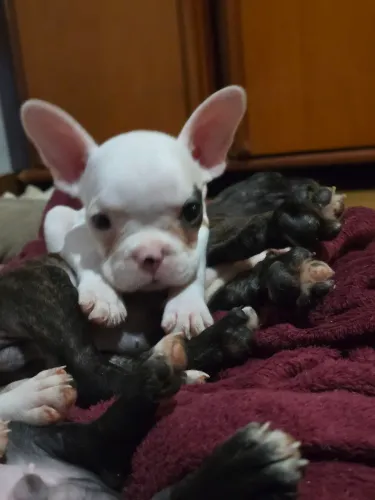 Bulldogue Francês