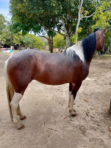 Cavalo manga larga, marcha  picado.