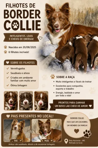 Vendo border collie filhotes