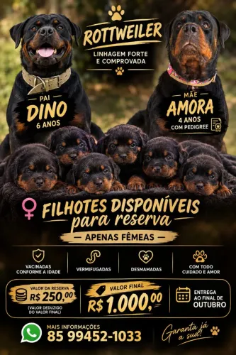 Filhotes de rottweiler para reserva 