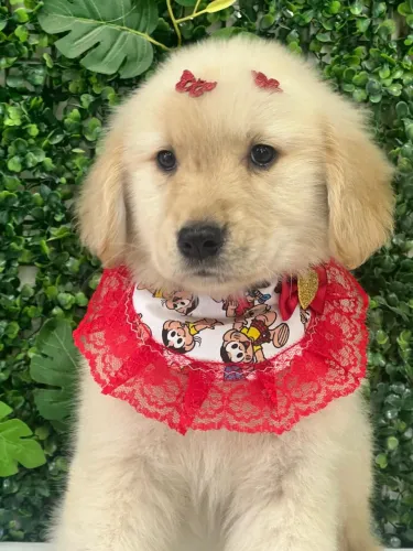 Golden retriever grandão