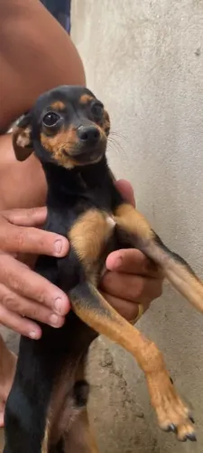 Pinscher macho tamanho 1