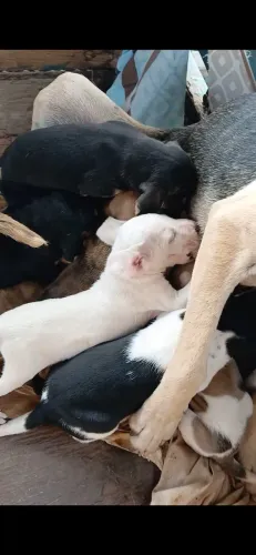 Filhotes de cachorro americano 200 rs