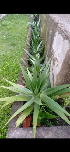 Babosa aloe vera