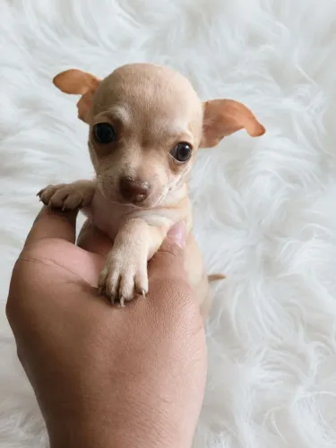 Linda princesinha Chihuahua pêlo curto disponível!