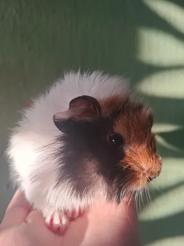 Porquinha da Índia Abissinio