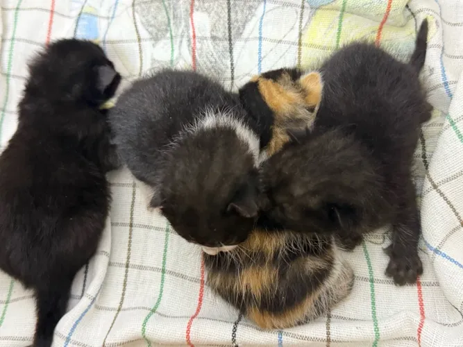 Adoção Responsável: 4 Gatinhos Recém-Nascidos (1 Fêmea e 3 Machos) - CAGEPA JAGUARIBE