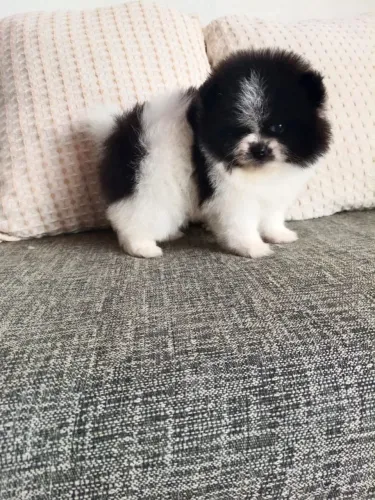 Filhote de lulu da Pomerânia