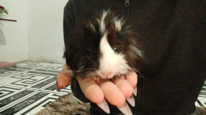 Porquinho da índia peruano macho