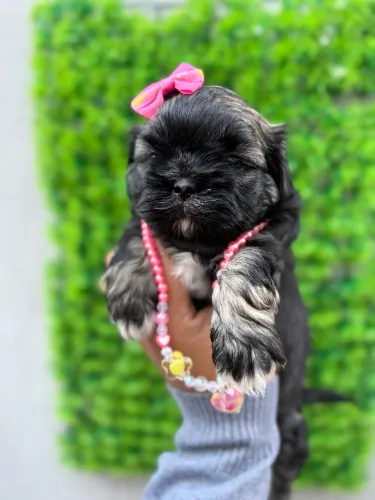 Shih tzu fêmeas filhote - linhagem black 