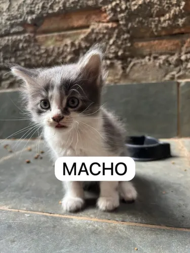 Doação de Filhotes de Gato