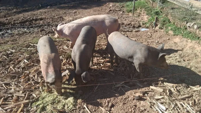 Porcos com aproximadamente 50kg cada