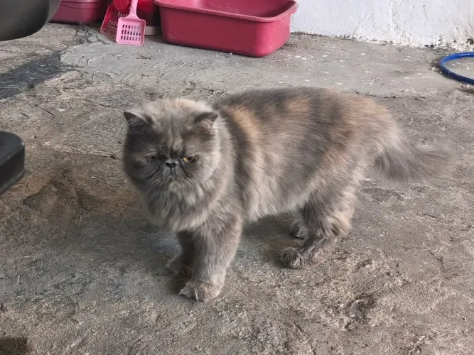 Vendo gata persa com 1 ano 