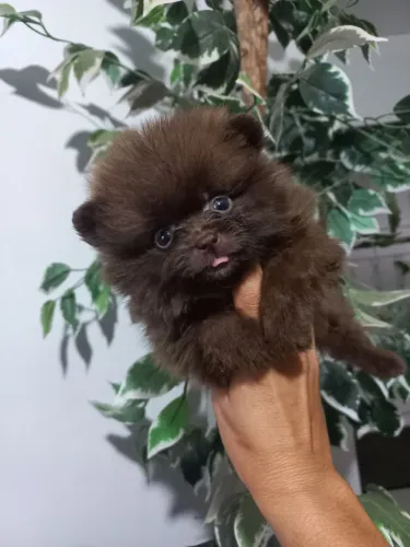 Spitz alemão anão