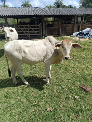 Vendo bezerros nelore , tabanel, Tabapuã 