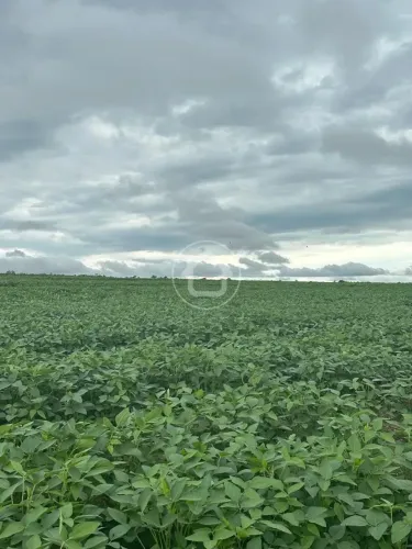 FAZENDA COM 960 HECTARES, 551 PLANTACAO DE SOJA