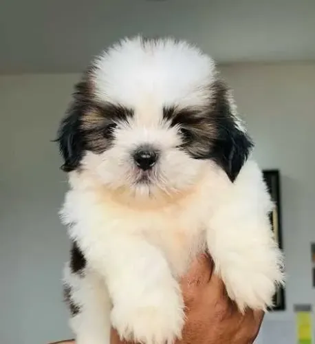 Filhotinhos shih tzu/shitzu pelagem densa de linhagem selecionada