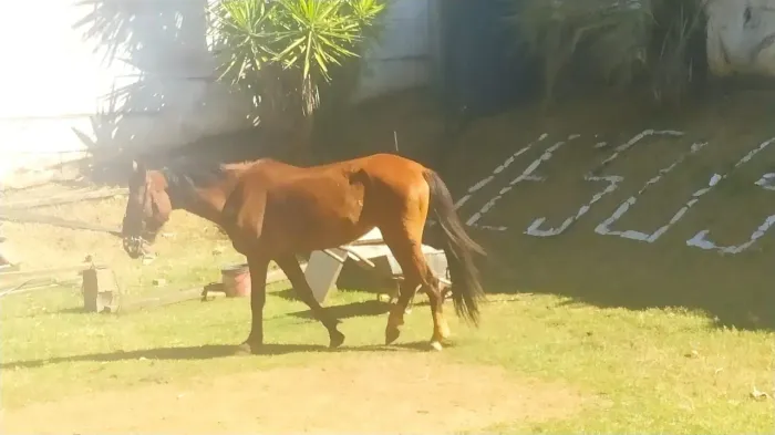 Venda de animal 