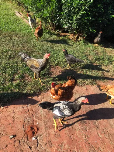 Vende-se frangos e frangas caipiras 