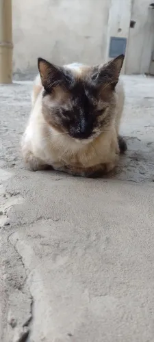 Gata fêmea, siamês, CASTRADA