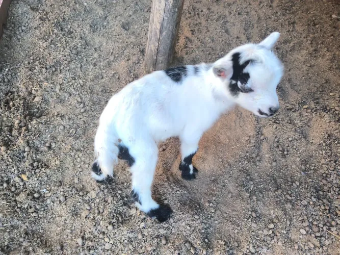 Mini cabra