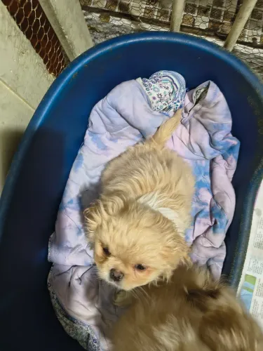 Vendo três filhotes de Pequines