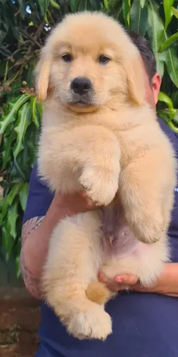 Golden Retriever com pedigree - Araraquara