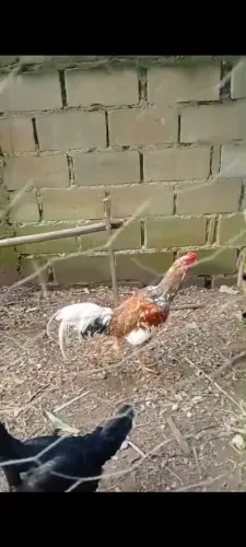 Galo e galinha