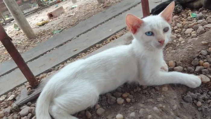 Adoção responsável 