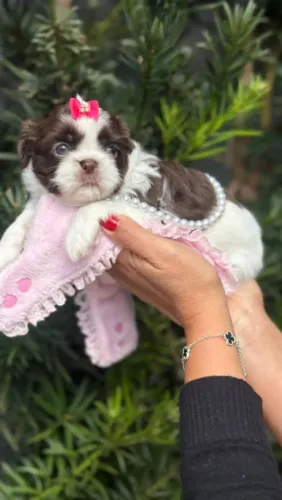 Vendo filhote de shihtzu fêmea branca e chocolate