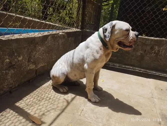 Olde English bulldigge